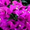 2 Purple Bougainvillea Live Plants – 4-5 Inches Tall – Outdoor Flowering Vines - Image 1