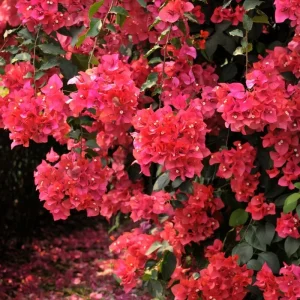 2 Purple Bougainvillea Live Plants, Vibrant Flower Vine, 4-9 Inch Tall - Image 2