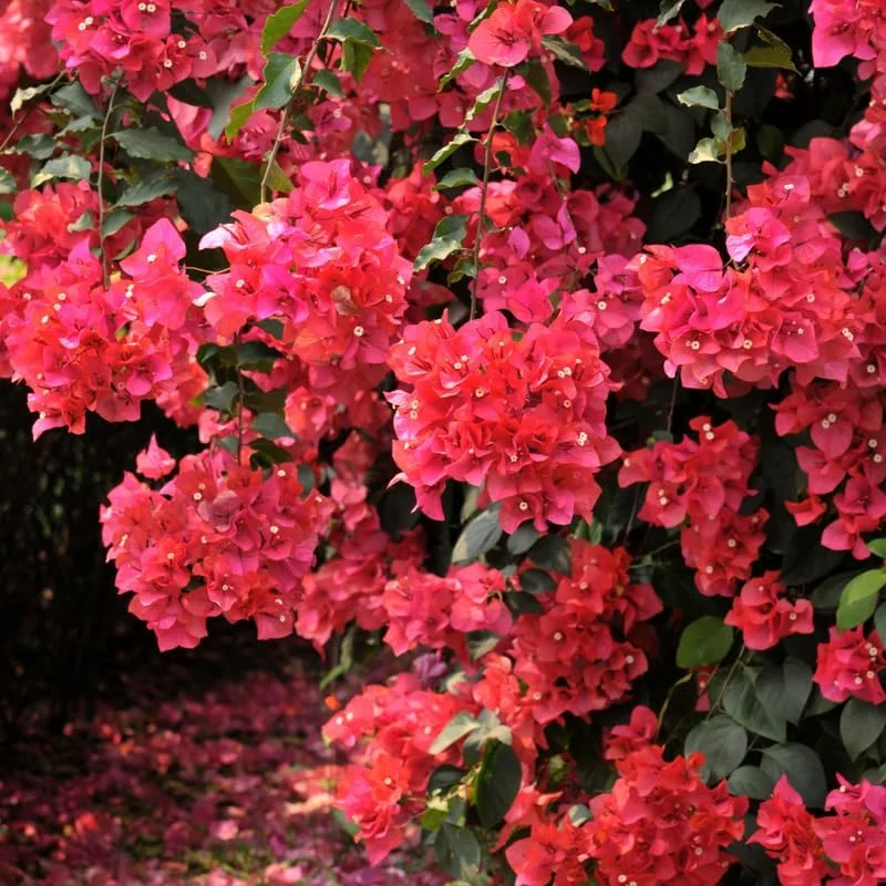 2 Purple Bougainvillea Live Plants, Vibrant Flower Vine, 4-9 Inch Tall - Image 2