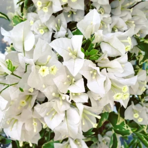 2 Purple Bougainvillea Live Plants, Vibrant Flower Vine, 4-9 Inch Tall - Image 3