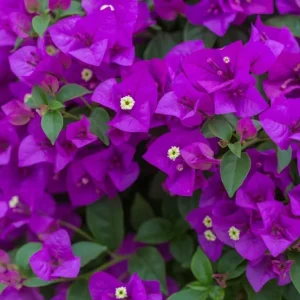 2 Purple Bougainvillea Live Plants, Vibrant Flower Vine, 4-9 Inch Tall - Image 4