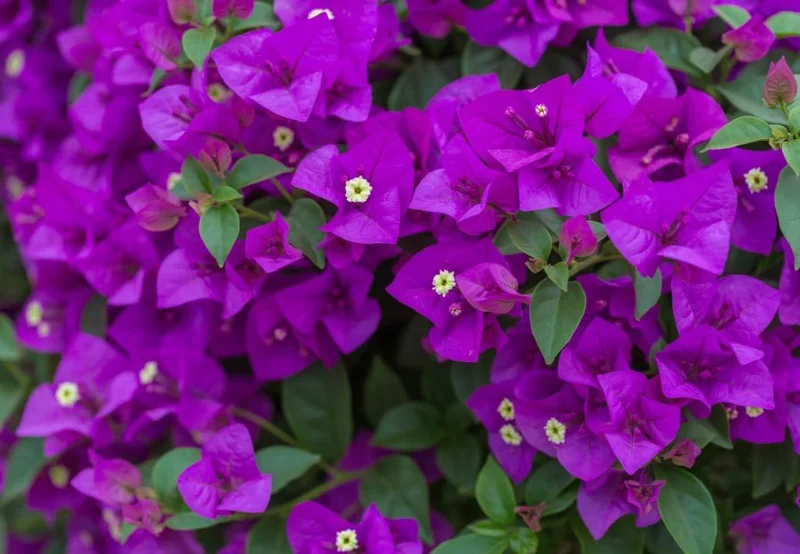 2 Purple Bougainvillea Live Plants, Vibrant Flower Vine, 4-9 Inch Tall - Image 4