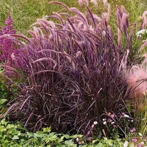 2 Purple Fountain Grass Live Plants, 5-9" Tall Ornamental Grass for Outdoor - Image 1