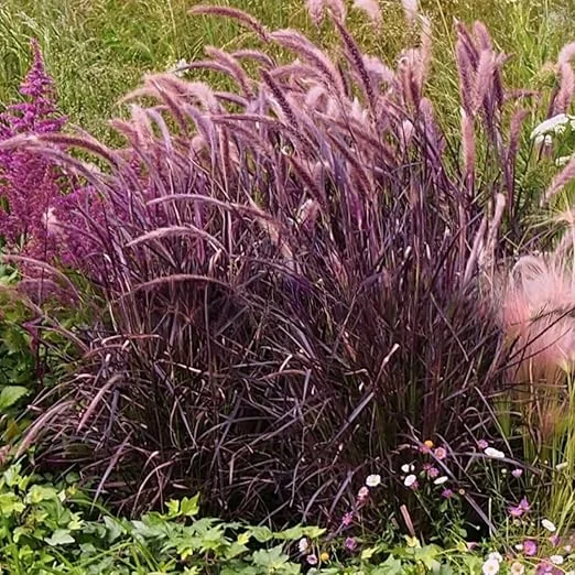2 Purple Fountain Grass Live Plants, 5-9" Tall Ornamental Grass for Outdoor - Image 1