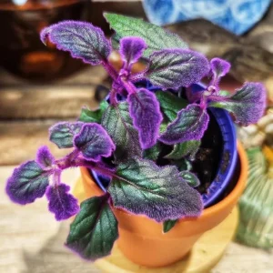 2 Purple Passion Live Plants, Gynura Royal Velvet Houseplants, 4-8 inches tall - Image 6