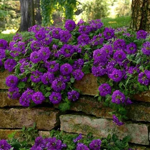 2 Purple Verbena Live Plants - Groundcover, 5-9” Tall, Hardy Perennial Flowers - Image 2