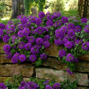 2 Purple Verbena Live Plants - Groundcover, 5-9” Tall, Hardy Perennial Flowers - Image 3
