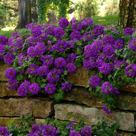 2 Purple Verbena Live Plants - Groundcover, 5-9” Tall, Hardy Perennial Flowers - Image 7
