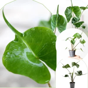 2 Rare Red Alocasia Live Plants – 4 to 8 Inches Tall Indoor/Outdoor Houseplant - Image 2