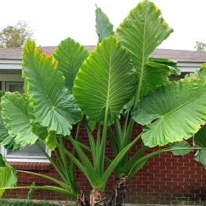 2 Rare Red Alocasia Live Plants – 4 to 8 Inches Tall Indoor/Outdoor Houseplant - Image 1