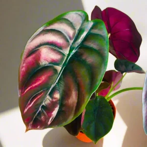 2 Rare Red Alocasia Live Plants – 4 to 8 Inches Tall Indoor/Outdoor Houseplant - Image 4