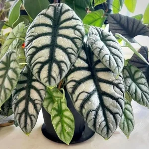 2 Rare Red Alocasia Live Plants – 4 to 8 Inches Tall Indoor/Outdoor Houseplant - Image 7