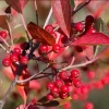 2 Red Chokeberry Plants Live - 8-14 Inch Tall Bush Shrubs in Pots - Image 1