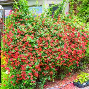 2 Red Coral Honeysuckle Live Vines - Fragrant Perennial Plants, 5-9 Inches Tall - Image 1