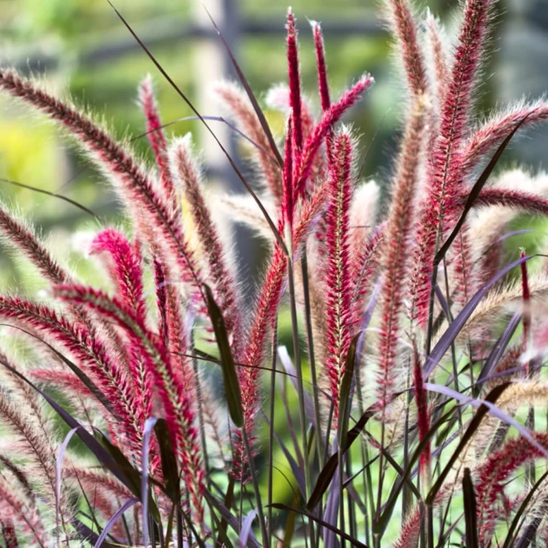 2 Red Fountain Grass Plants Live - Deep Burgundy Ornamental Grass, 4-7" Tall - Image 2