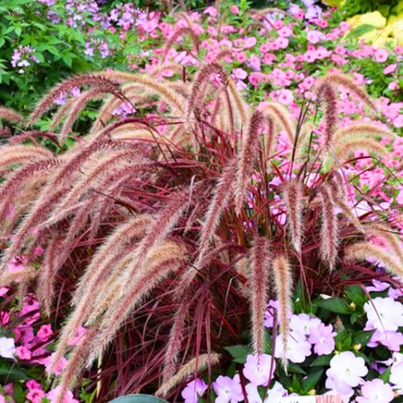 2 Red Fountain Grass Plants Live - Deep Burgundy Ornamental Grass, 4-7" Tall - Image 3