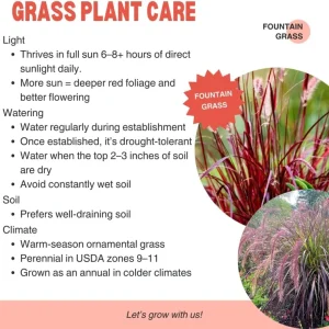 2 Red Fountain Grass Plants Live - Deep Burgundy Ornamental Grass, 4-7