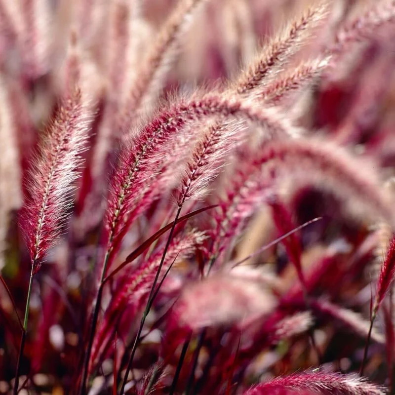 2 Red Fountain Grass Plants Live - Deep Burgundy Ornamental Grass, 4-7" Tall - Image 6