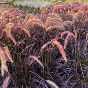 2 Red Fountain Grass Plants Live - Deep Burgundy Ornamental Grass, 4-7