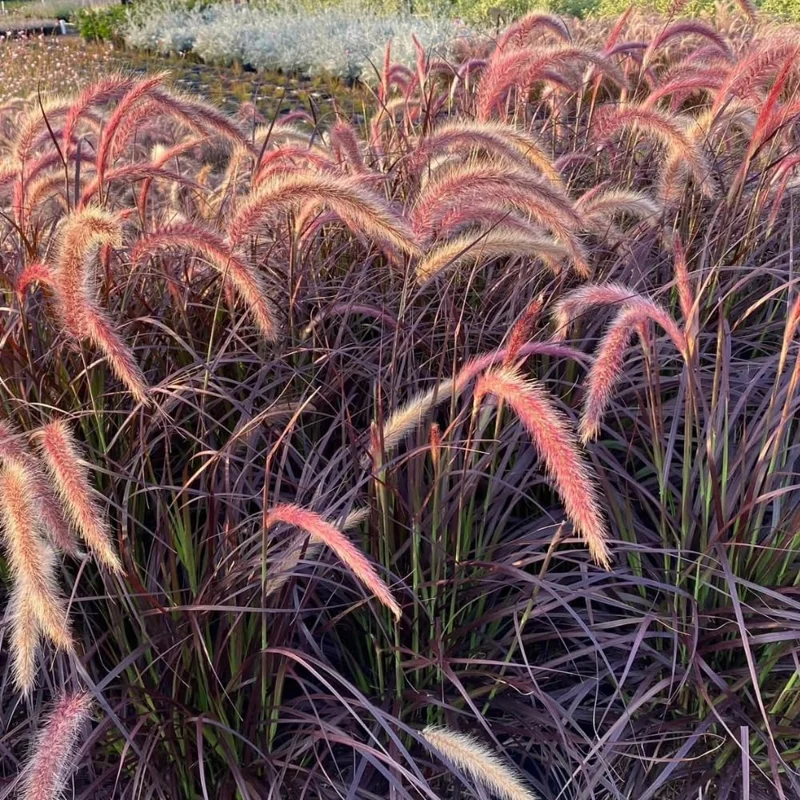 2 Red Fountain Grass Plants Live - Deep Burgundy Ornamental Grass, 4-7" Tall - Image 7