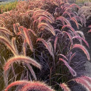 2 Red Fountain Grass Plants Live - Deep Burgundy Ornamental Grass, 4-7