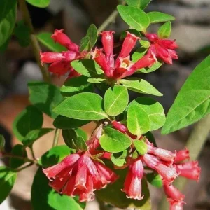 2 Red Night Blooming Jasmine Live Plant, Newell's Cestrum, 5-8