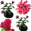 2 Red Night Blooming Jasmine Live Plant, Newell's Cestrum, 5-8" Tall Shrub - Image 1