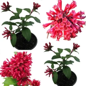 2 Red Night Blooming Jasmine Live Plant, Newell's Cestrum, 5-8
