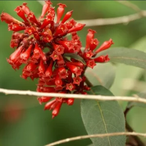 2 Red Night Blooming Jasmine Live Plant, Newell's Cestrum, 5-8