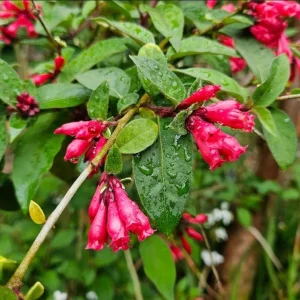 2 Red Night Blooming Jasmine Live Plant, Newell's Cestrum, 5-8