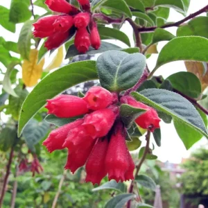 2 Red Night Blooming Jasmine Live Plant, Newell's Cestrum, 5-8