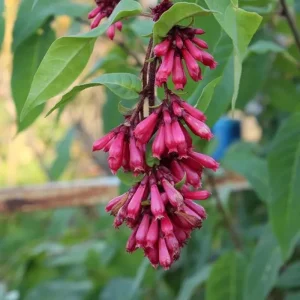 2 Red Night Blooming Jasmine Live Plant, Newell's Cestrum, 5-8