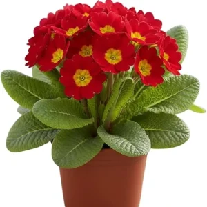 2 Red Primrose Live Plants, 4 inch Pot - Perennial Flowering Plant - Image 2