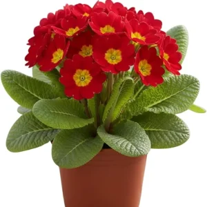 2 Red Primrose Live Plants, 4 inch Pot - Perennial Flowering Plant - Image 3