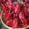 2 Red Roselle Hibiscus Live Plants, Hibiscus sabdariffa, 4-6" Tall in 4" Pot, Sorrel Flower - Image 1