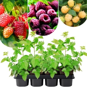 2 Red Thornless Raspberry Live Plants – Sweet Fruit Bush, 4-8" Tall, Cold Hardy - Image 1