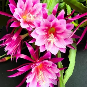 2 Salmon Epiphyllum Orchid Cactus Live Plants - Rooted, 5-7 Inches, Indoor/Outdoor - Image 2