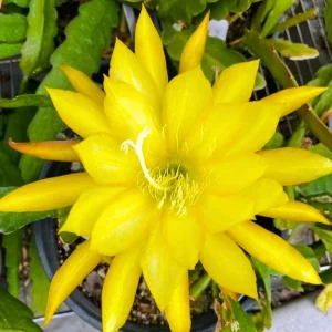 2 Salmon Epiphyllum Orchid Cactus Live Plants - Rooted, 5-7 Inches, Indoor/Outdoor - Image 4