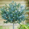 2 Silver Dollar Eucalyptus Live Plants - Indoor/Outdoor Foliage for US - Image 1