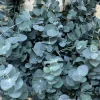 2 Silver Dollar Eucalyptus Live Plants - Outdoor Tree, 3-6 Inches - Image 1