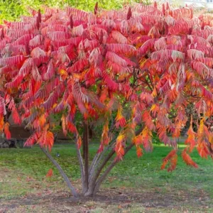 2 Smooth Sumac Live Trees, 1-2 ft Tall Bare Root, Hardy Outdoor Shrub Plant - Image 1