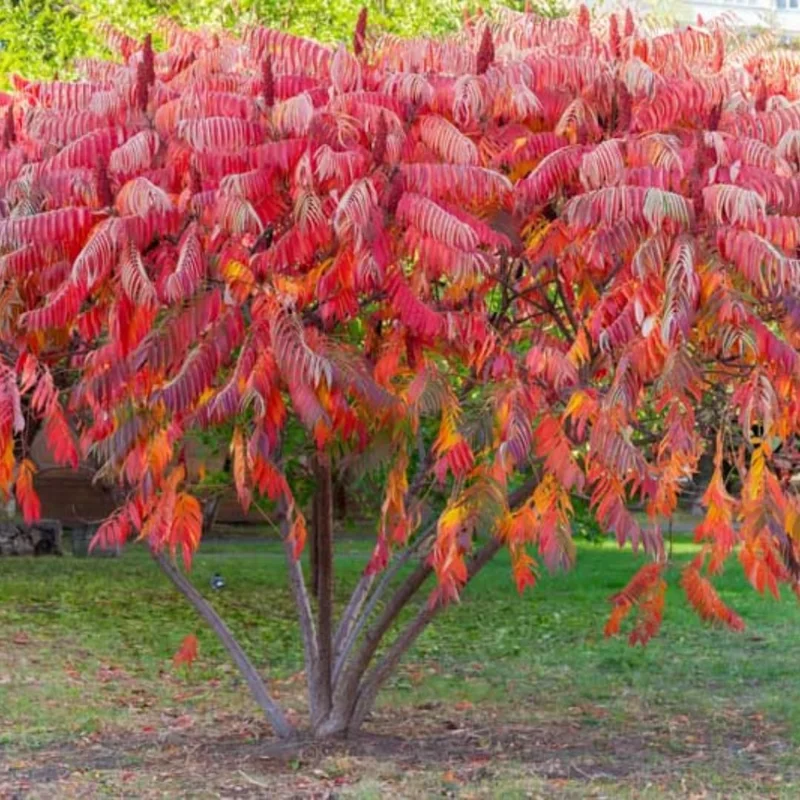 2 Smooth Sumac Live Trees, 1-2 ft Tall Bare Root, Hardy Outdoor Shrub Plant - Image 1