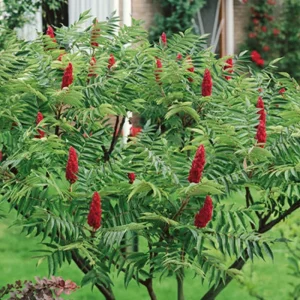 2 Smooth Sumac Live Trees, 1-2 ft Tall Bare Root, Hardy Outdoor Shrub Plant - Image 3