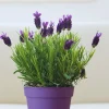 2 Spanish Lavender Live Plants - Hardy Fragrant Herb Plant Garden, 5-7 inches - Image 1