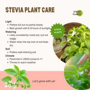 2 Stevia Live Plants for Planting, 4-8