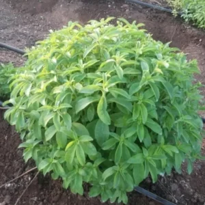 2 Stevia Live Plants for Planting, 4-8