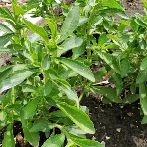 2 Stevia Live Plants for Planting, 4-8