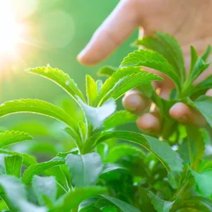 2 Stevia Live Plants for Planting, 4-8