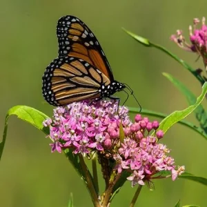 2 Swamp Milkweed Live Plants - Asclepias Incarnata Pink Flowers Outdoor - Image 1