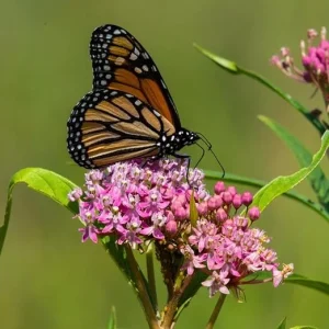 2 Swamp Milkweed Live Plants - Asclepias Incarnata Pink Flowers Outdoor - Image 7